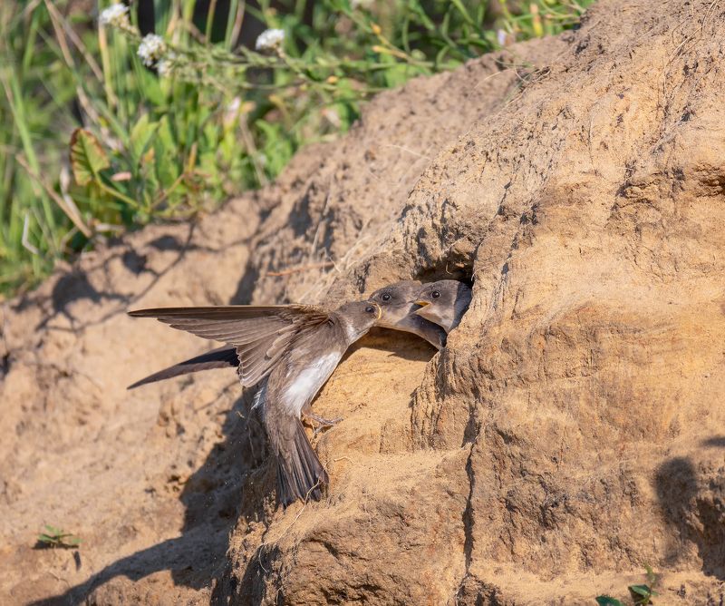 птица, ласточка береговушка, птенцы, Береговушка и птенцы.photo preview