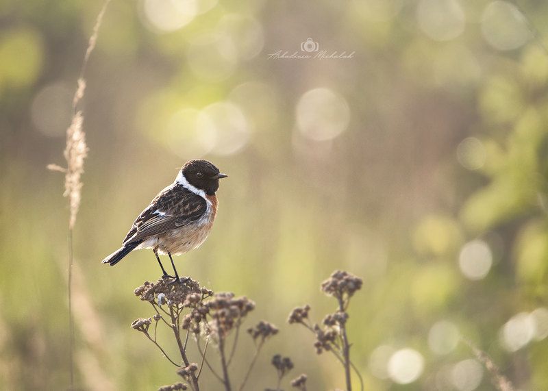 Kląskawkaphoto preview