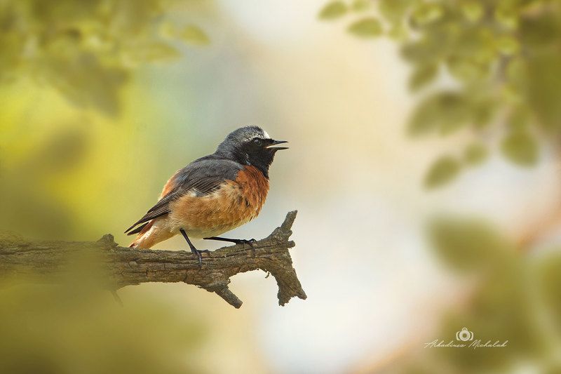 Pleszkaphoto preview