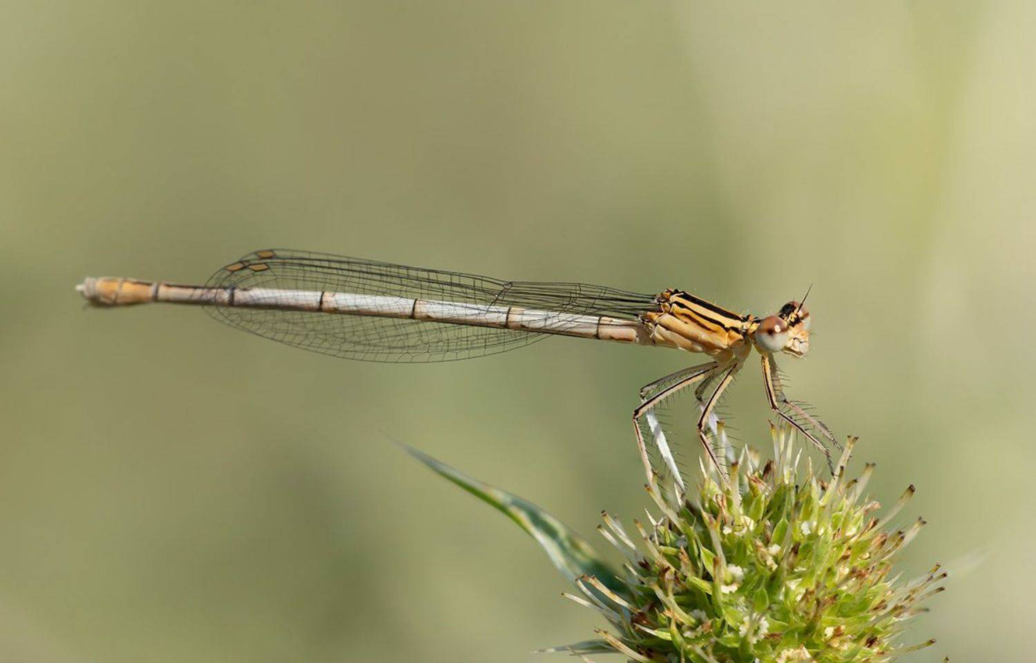 Августовский вечер. Автор: Александр Земляной , Александр Земляной
