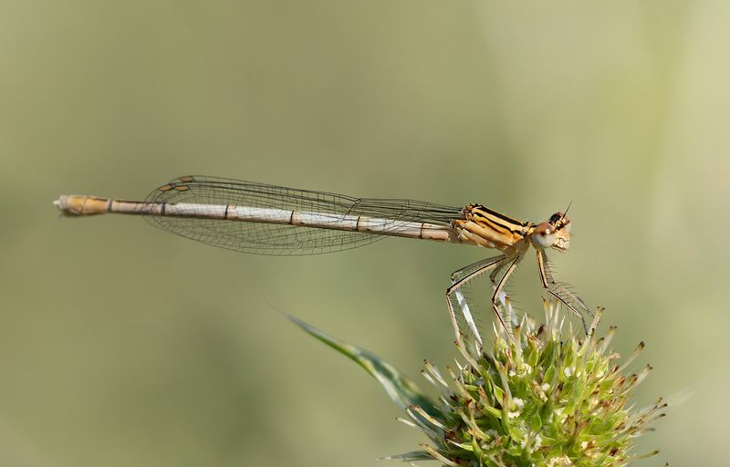 Августовский вечерphoto preview