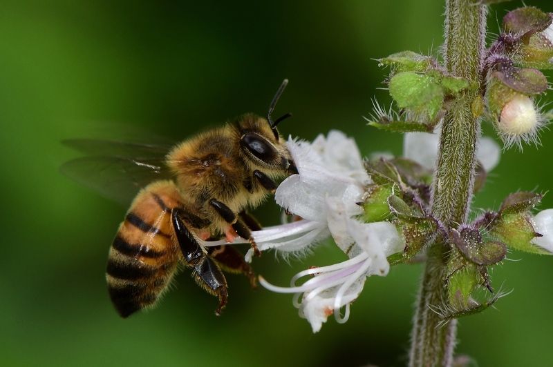 denis moura, mogi das cruzes, brasil, bee Abelhaphoto preview