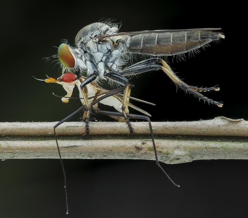 #robberfly#macro#colors#prey Robberfly With Preyphoto preview