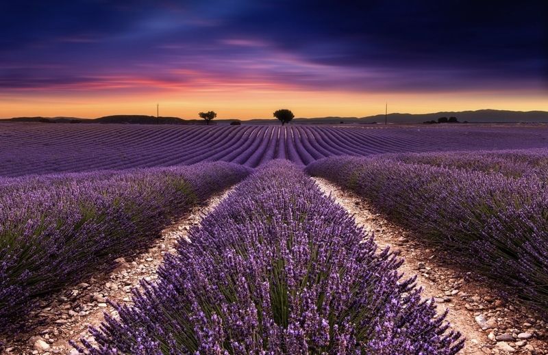 Крым Лавандаphoto preview