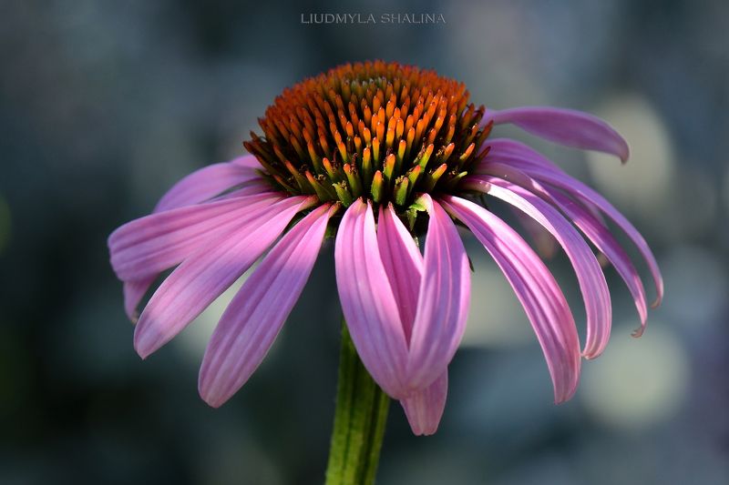 Эхинацеяphoto preview