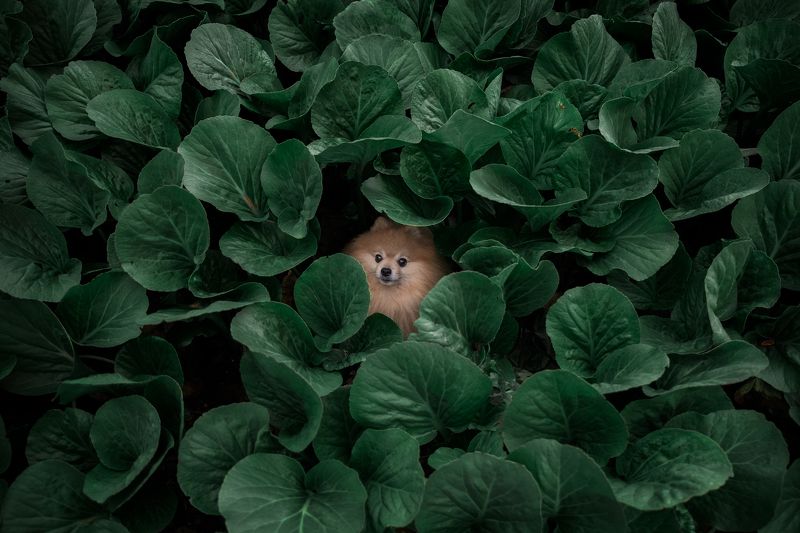 Сыграем в пряткиphoto preview