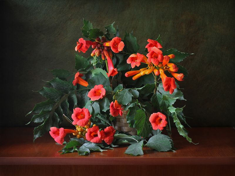 Кампсисphoto preview