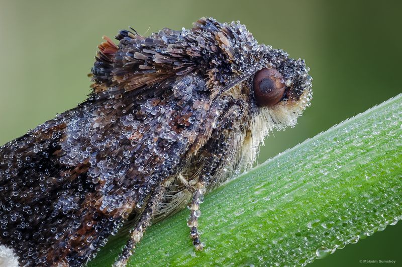 В росеphoto preview