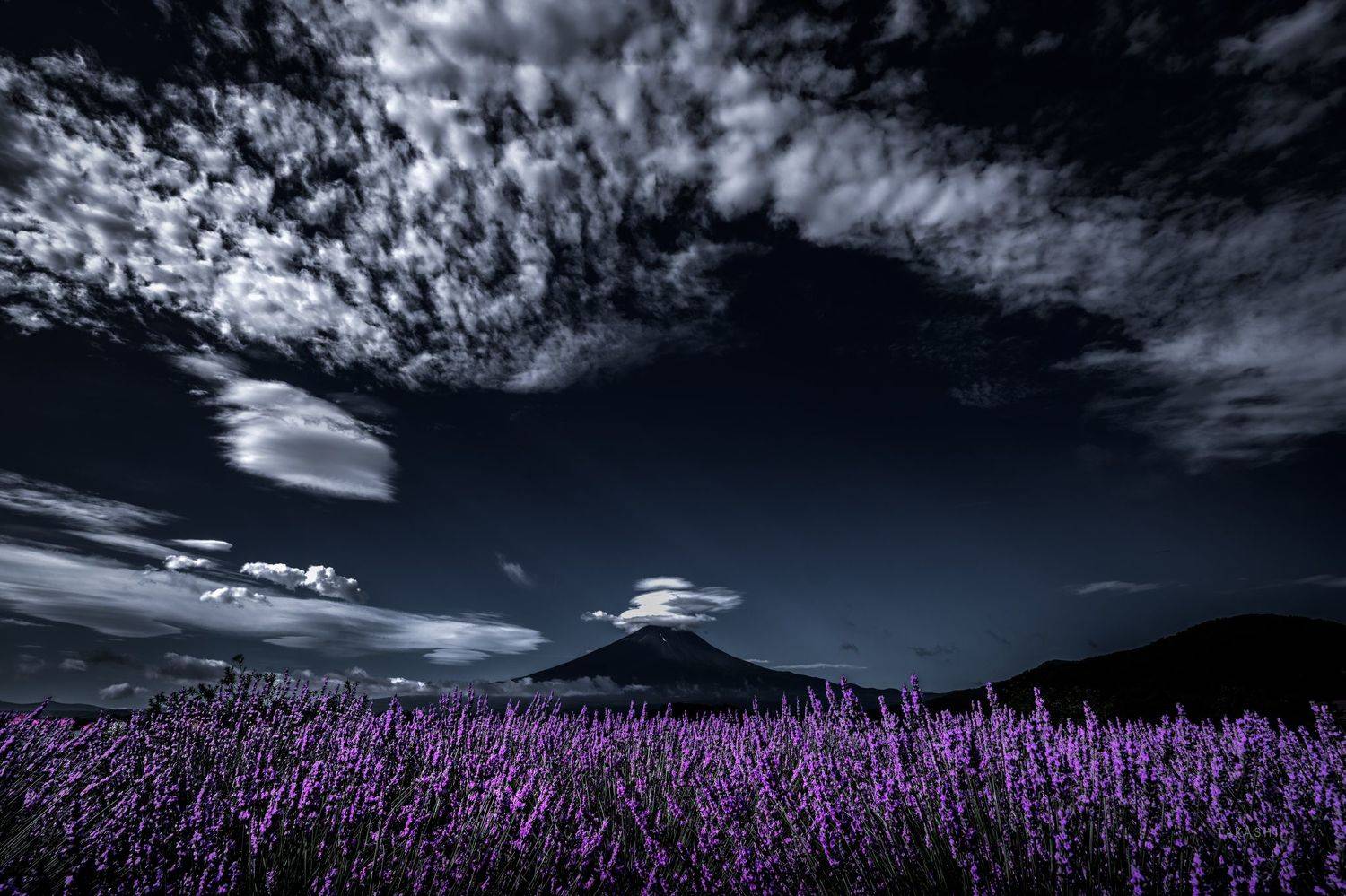 Fuji,Japan,mountain,flower,clouds,lavender,purple, Takashi