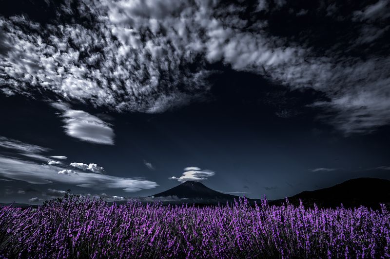 Fuji,Japan,mountain,flower,clouds,lavender,purple Impressive lavender aromaphoto preview
