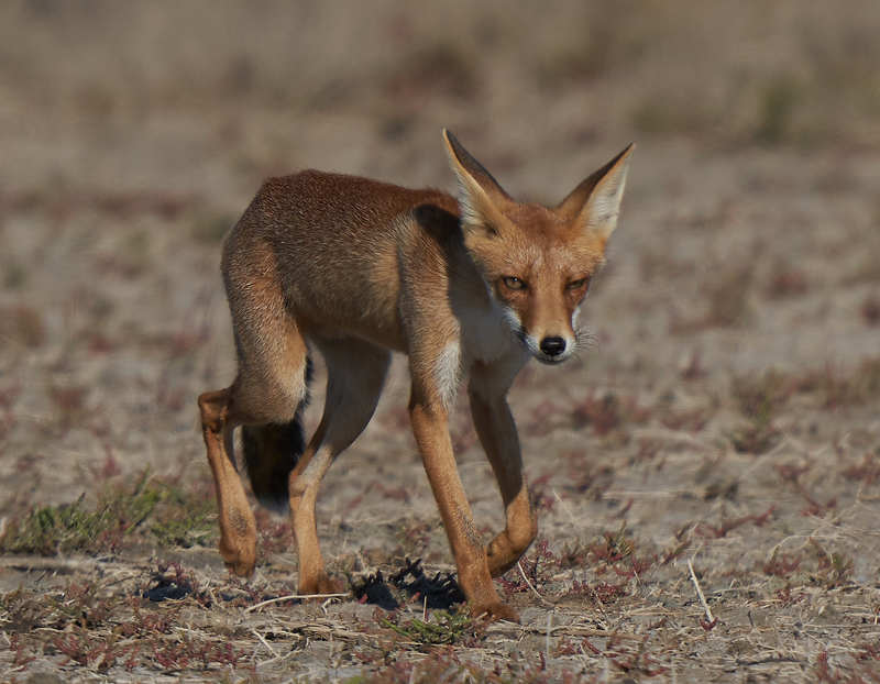 fox,лиса Лисаphoto preview