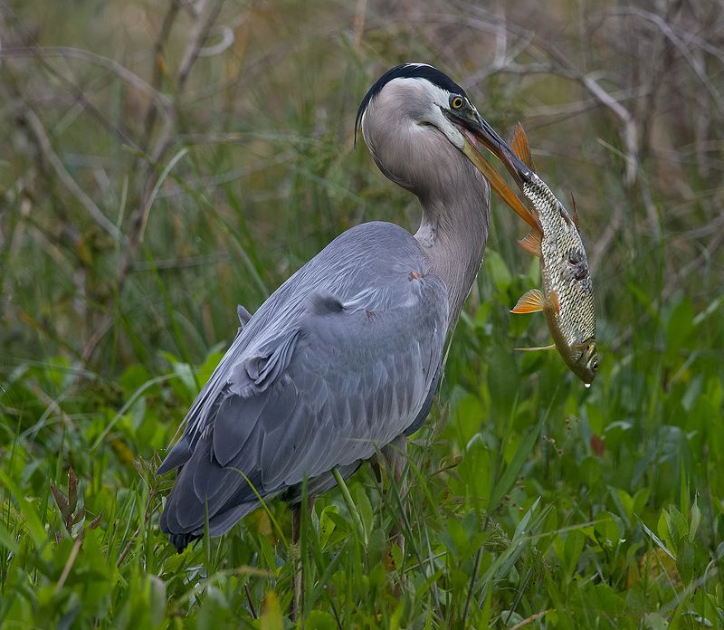 great blue heron, большая голубая цапля, цапля, heron, florida Great Blue Heron - Большая голубая цапляphoto preview