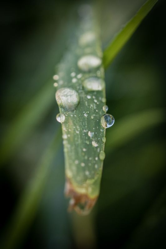 drops, waterdrops, droplets, macro Dropletsphoto preview