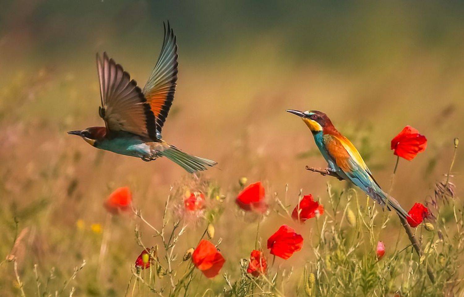 , Вячеслав Мищенко