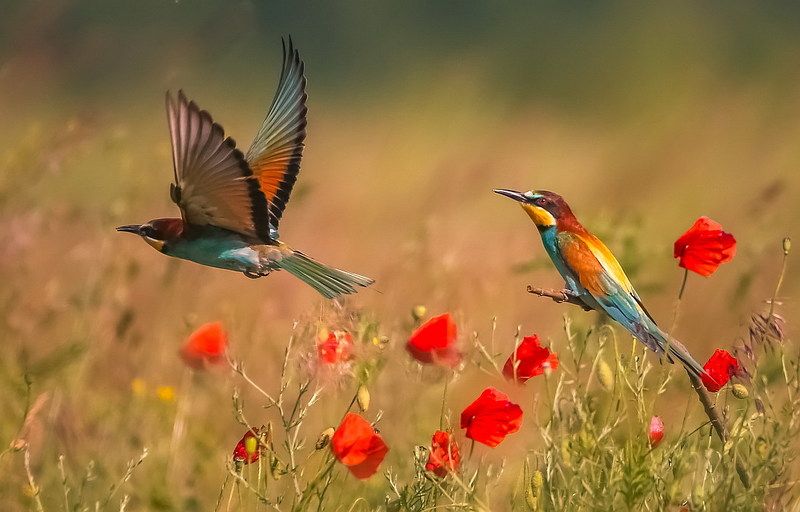 Щурка золотистаяphoto preview