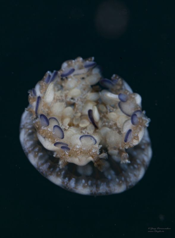 подводное фото подводный мир хургада египет жогло zhoglo красное море маленькая медузаphoto preview