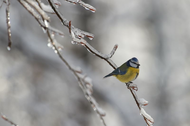 nature, wildlife, birds ***photo preview