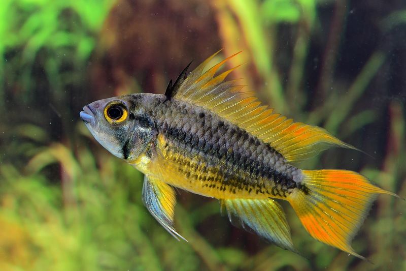 denis moura, mogi das cruzes, brasil Apistogrammaphoto preview