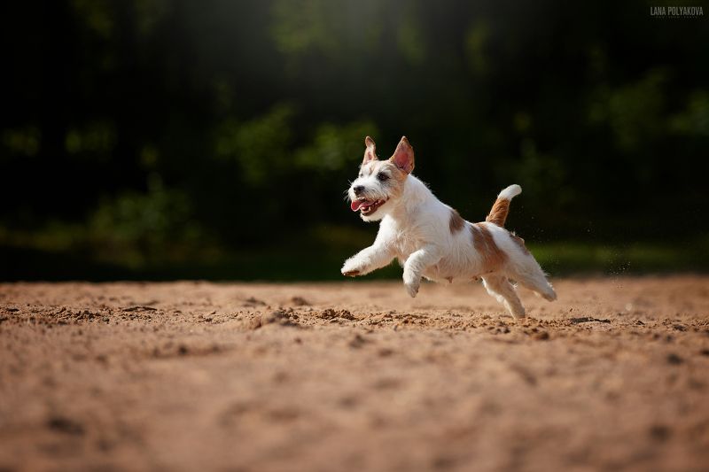 собака, пляж, дрт, джек-рассел терьер Сэндиphoto preview