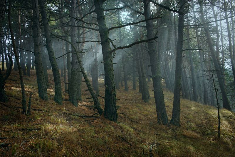 Кабардино-Балкария, Чегемское ущелье, горы, осень, Тихтенген В Чегемском лесуphoto preview