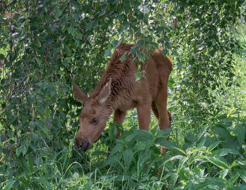 лосёнок, лес, лосёнок..photo preview