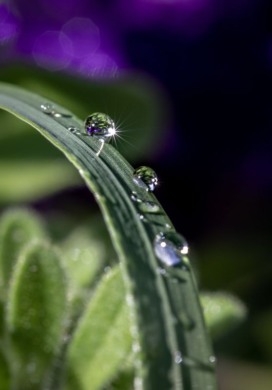 macro, Droplets, drops, drop, waterdrop Dropletsphoto preview