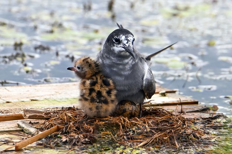 черная крачка, природа, вода, семья ***photo preview