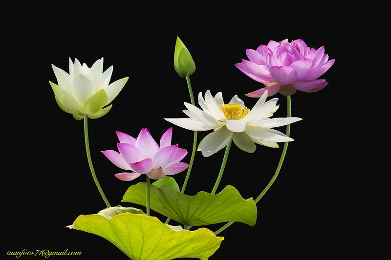 #sellingphoto.#lotus #flower Lotusphoto preview