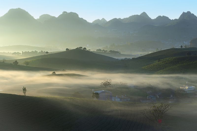 Moc Chau tea\'s hill in the morningphoto preview