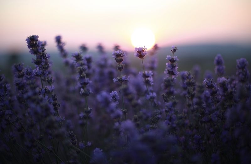 лавандовые поля, лаванда, солнце, лето, закат В лучах закатаphoto preview
