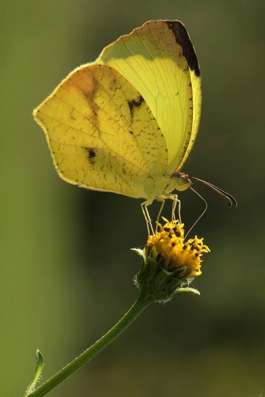 denis moura, mogi das cruzes, brasil Borboletaphoto preview