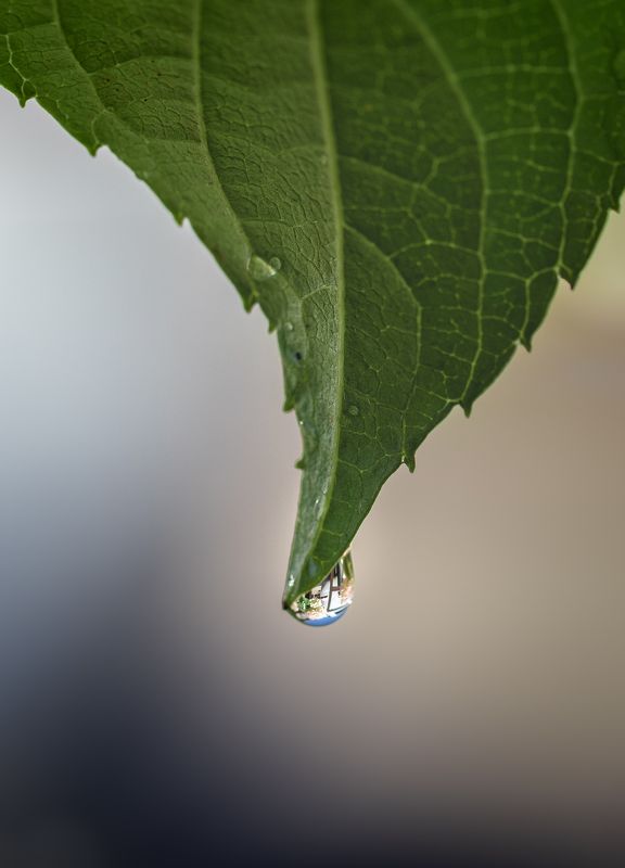 macro, droplet, waterdrop, waterdrops, Droplets Dropletsphoto preview