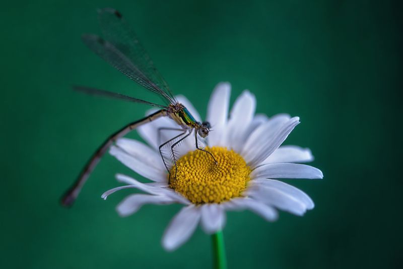 В поиске фото превью