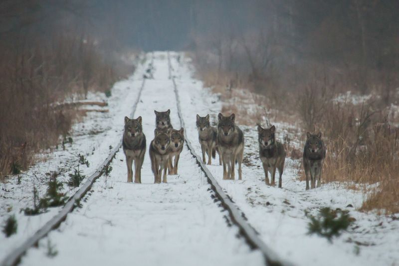 wilki,wadera,wataha,basior,puszcza białowieska,las,ssaki,dzika przyroda Wataha wilków photo preview