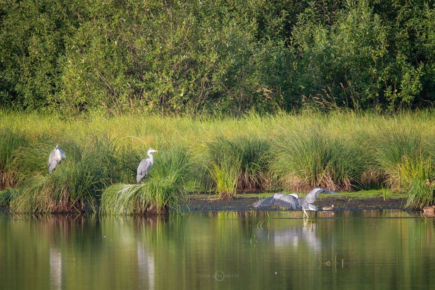 Танец цапли. Автор: Станислав Аристов , Станислав Аристов