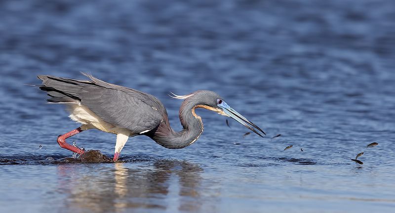 tricolored heron, трёхцветная цапля, цапля, heron, florida Hunting. Трёхцветная цапля - Tricolored Heronphoto preview