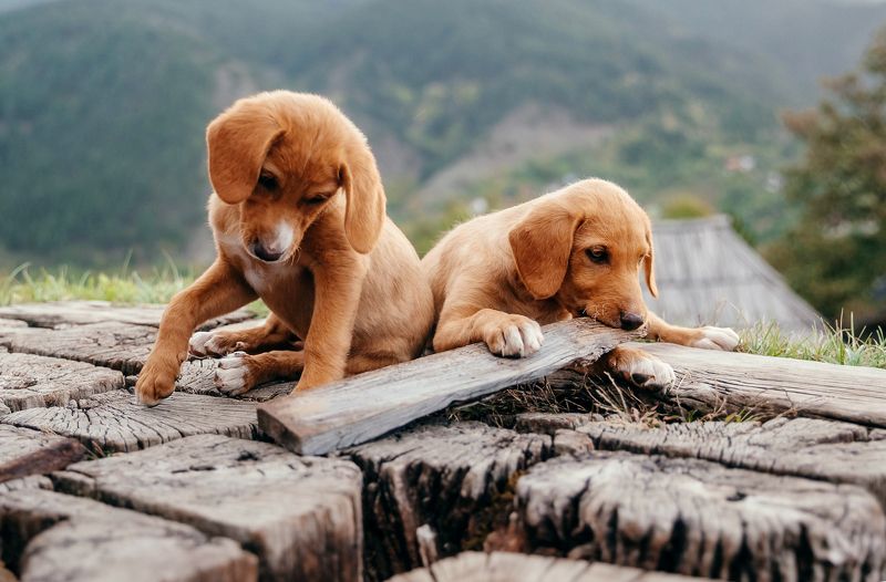 Щенкиphoto preview