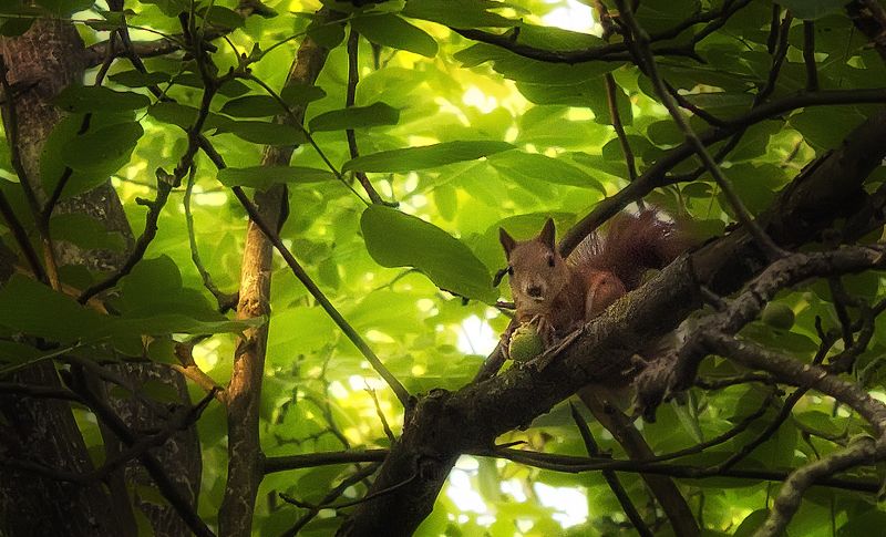 белка орехphoto preview