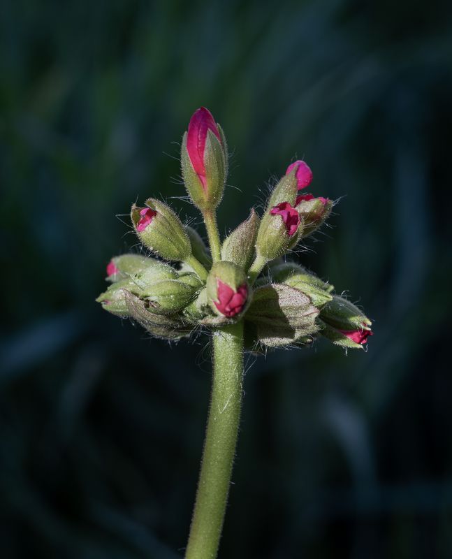 macro, flowers, nature Flowersphoto preview