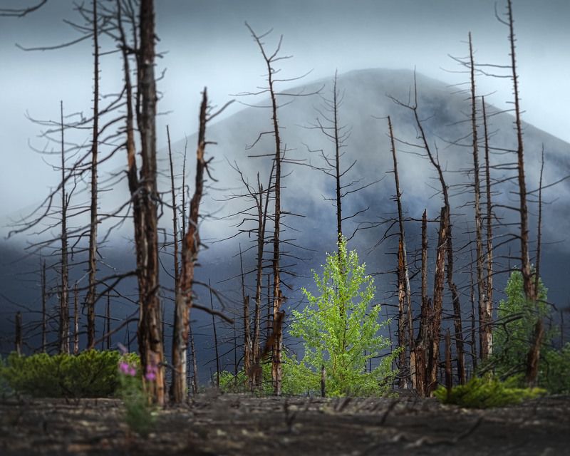 Мертвый лес. Жизнь продолжаетсяphoto preview