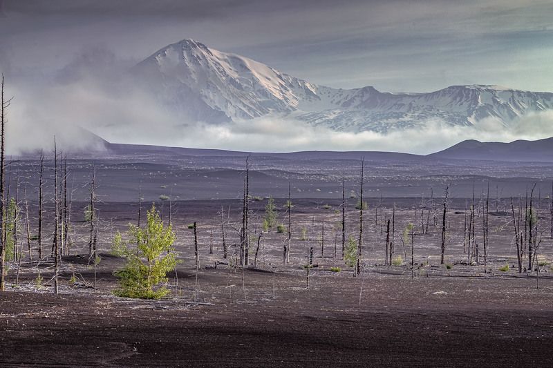 Мертвый лес. Жизнь продолжаетсяphoto preview