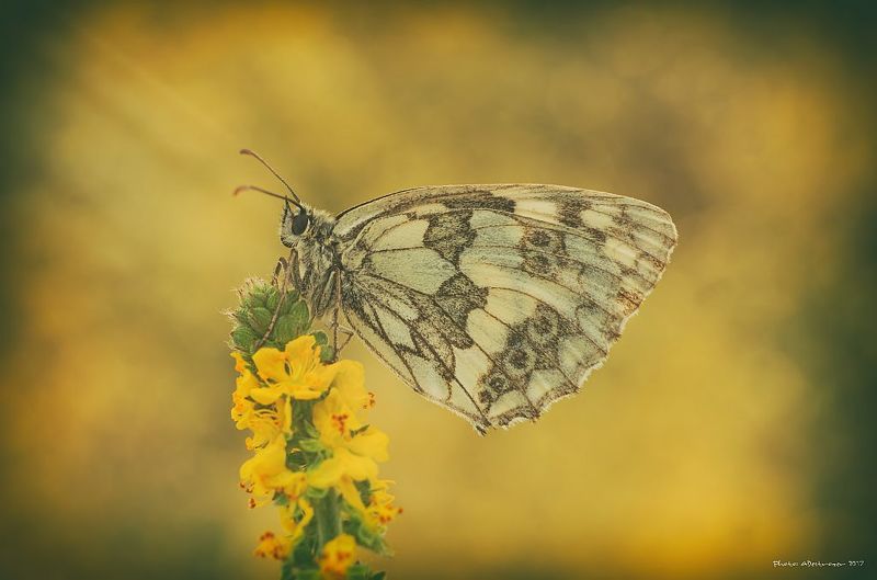 macro. nature, butterfly, close up Summer Breezephoto preview