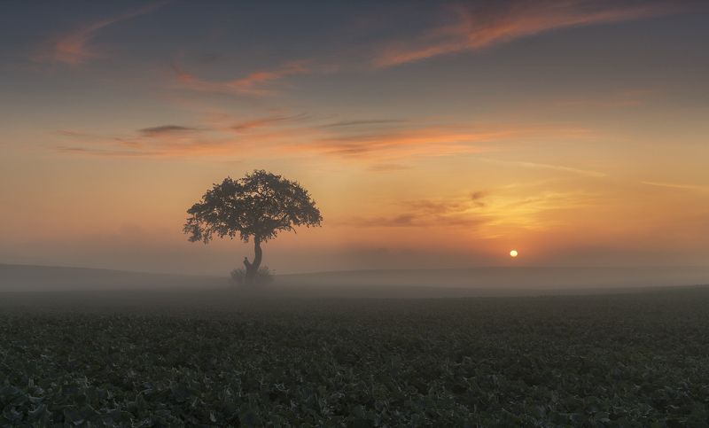 tree, filed, sky, spring, poland, lonley, green, sunrise, oak, mist Oakphoto preview