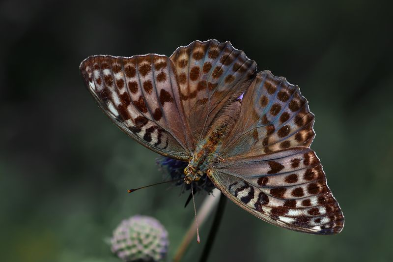 Перламутровка большая лесная.(Argynnis paphia).photo preview