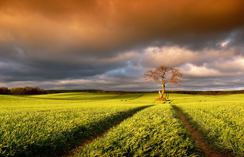 tree, filed, sky, spring, poland, lonley, green, oak, Autumnphoto preview