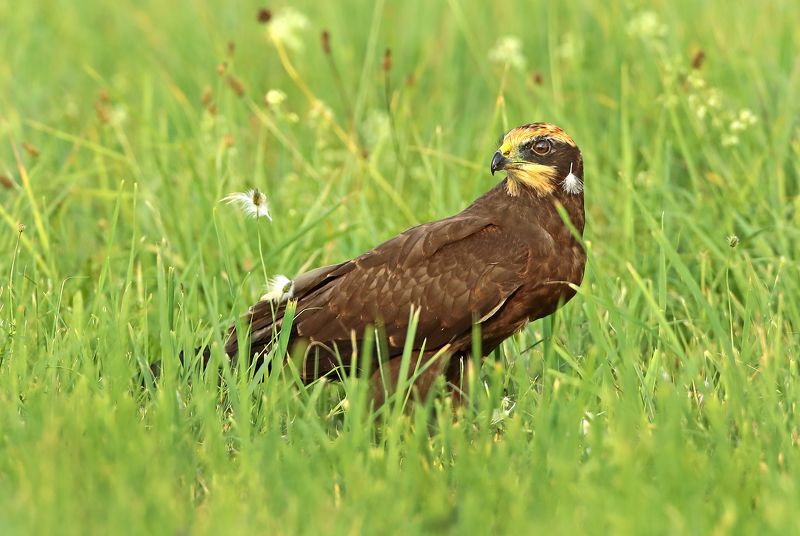 болотный или камышовый лунь. С серьгой.photo preview