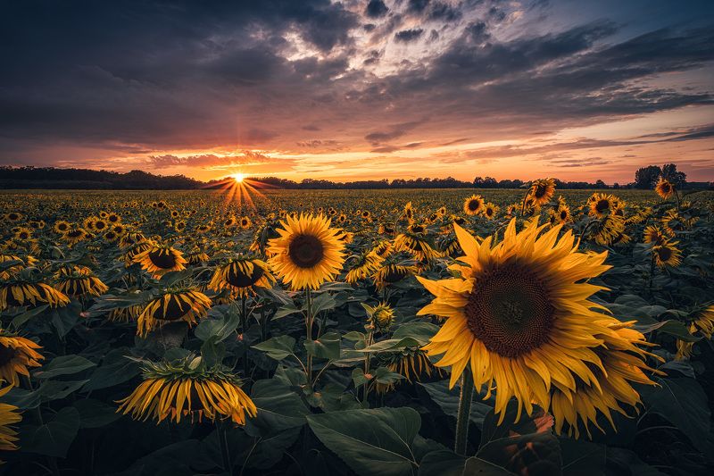 Sunflowersphoto preview