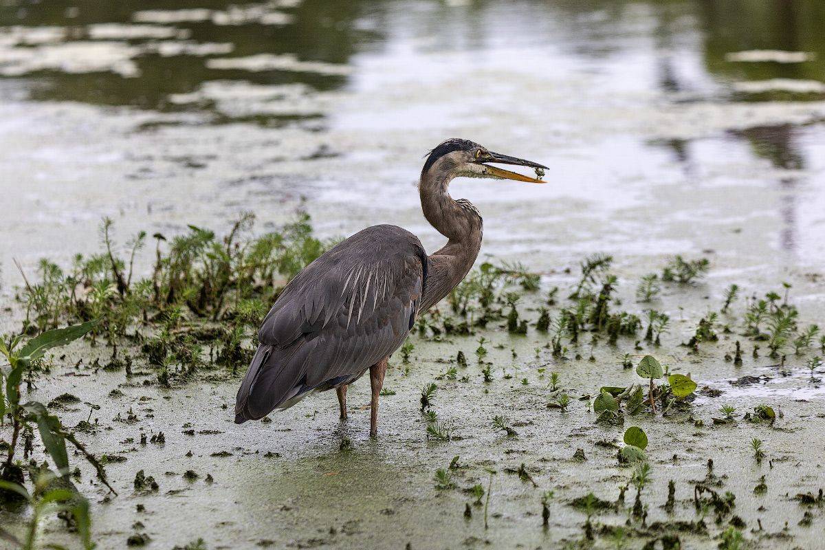 , Леонид Дьяченко
