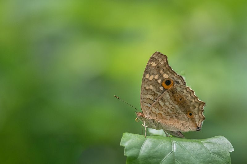 #butterfly #nature photo preview
