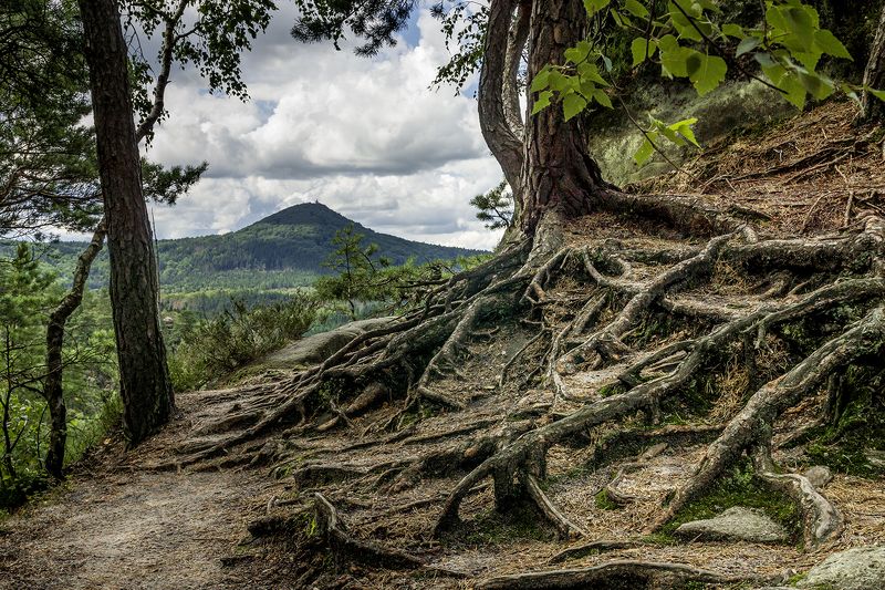 В лесу.photo preview